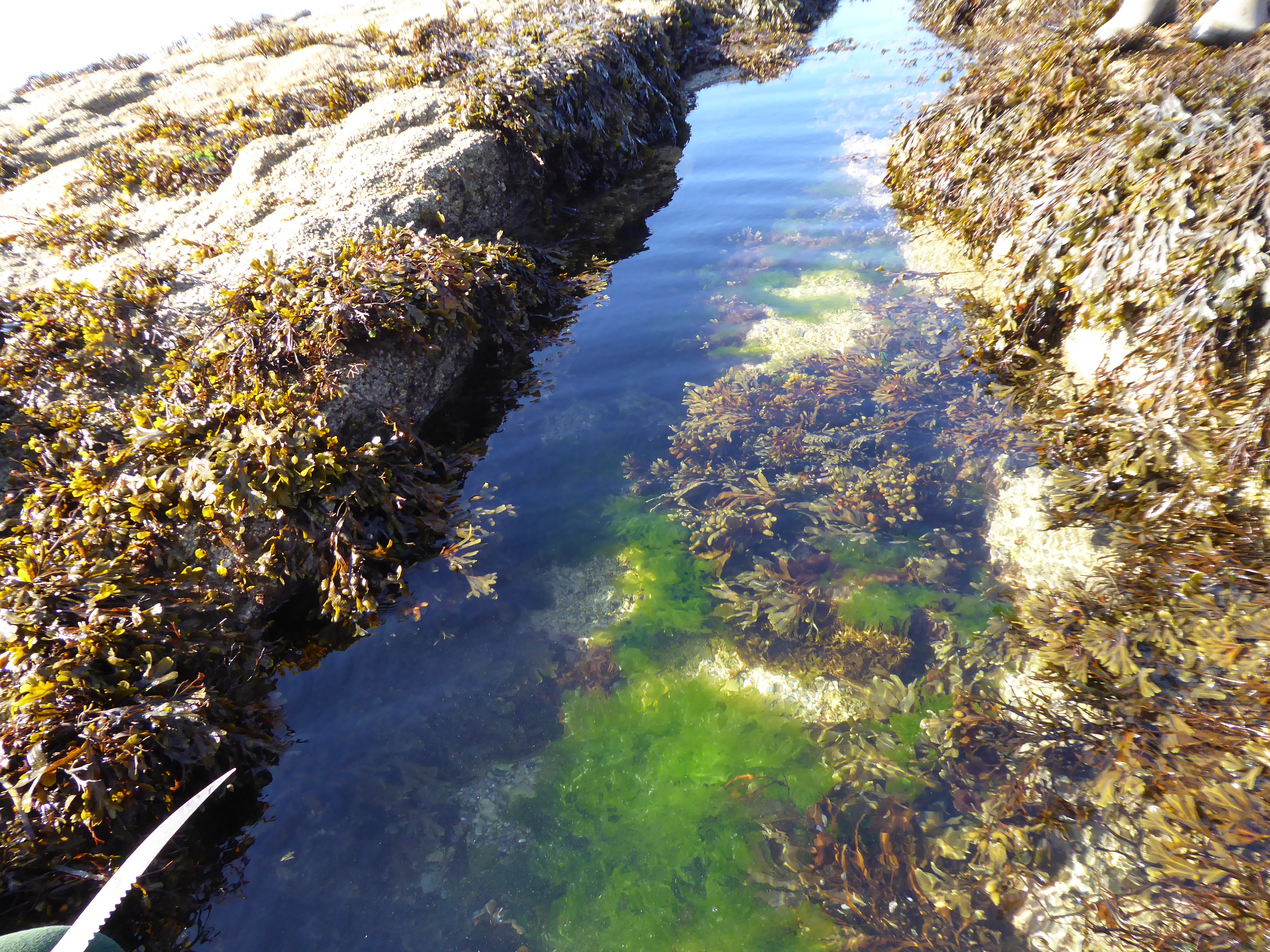 Récolte d'algues de rive et aquaculture durable : échanges avec des professionnels
