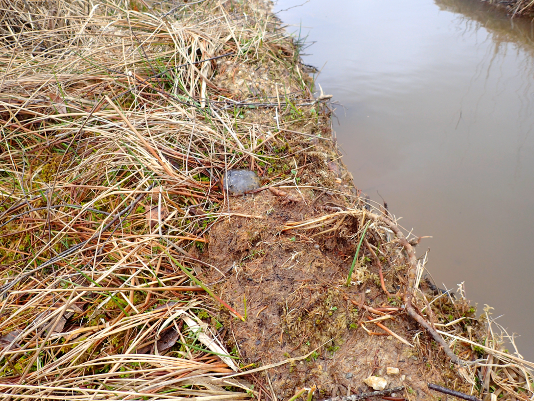202602_guiscriff_destruction ZH_4_ponte de grenouille rousse.jpg