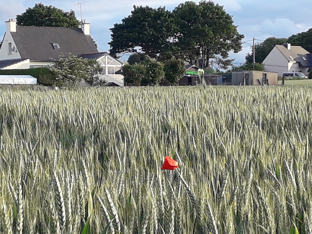 Pesticides | Nos recours contre les dérogations des préfets