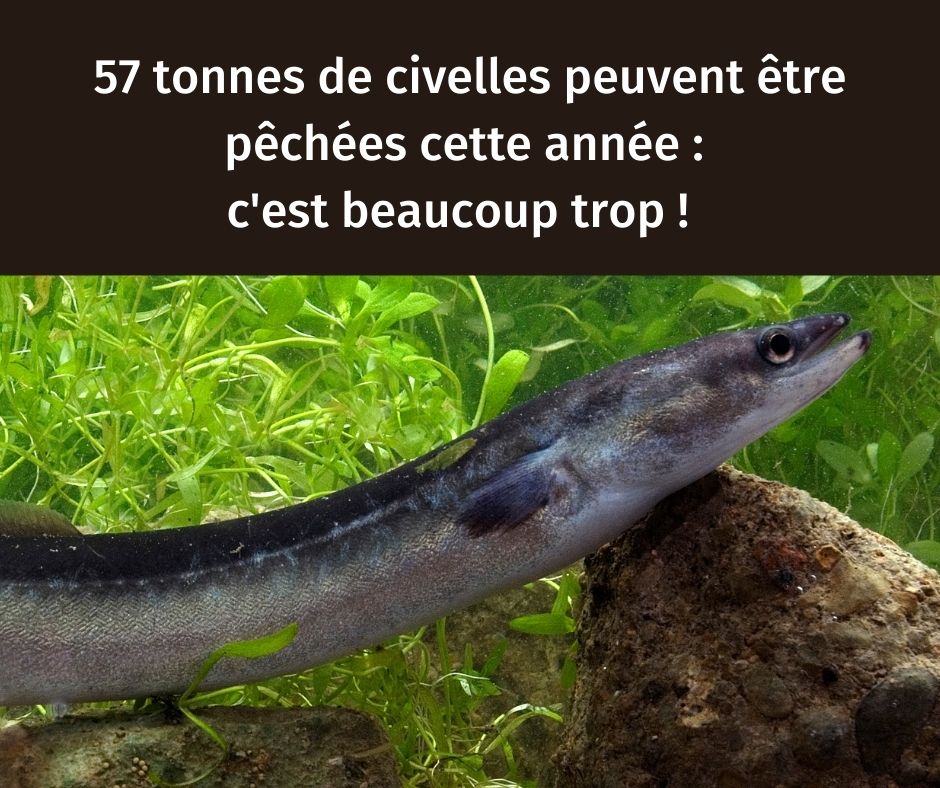 Augmentation des quotas de pêche sur les civelles : attention, danger