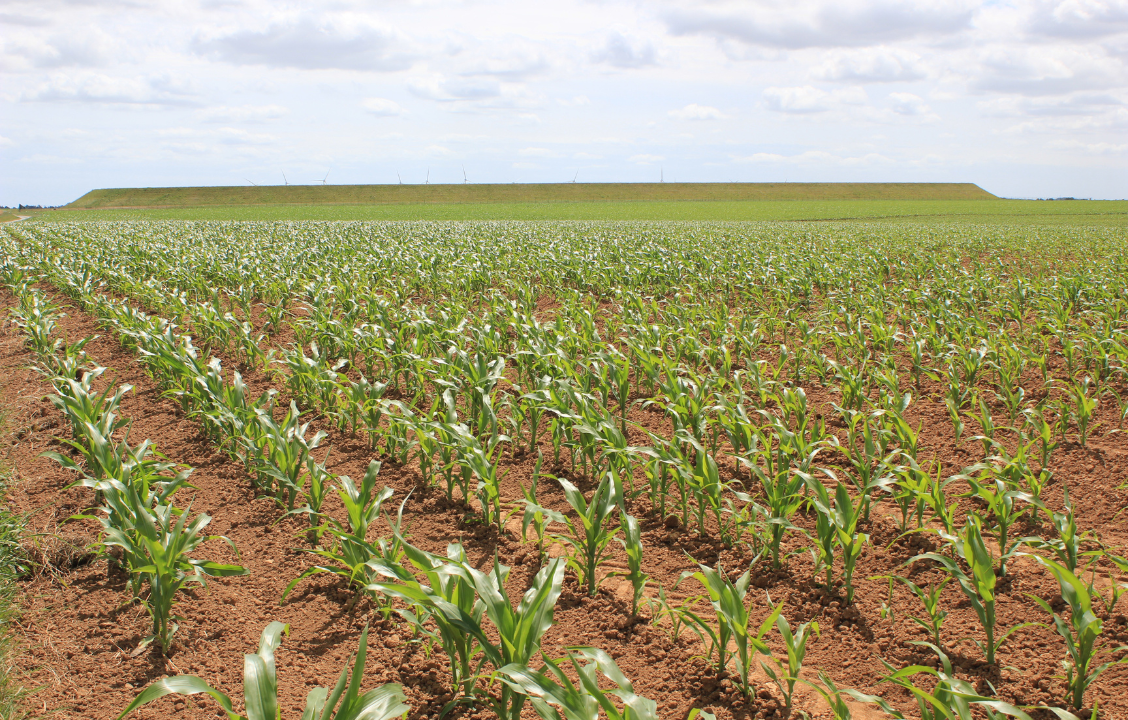 Loi Duplomb : un (petit) coup dans l’aile