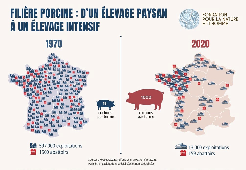 Filière porcine | Une facture salée