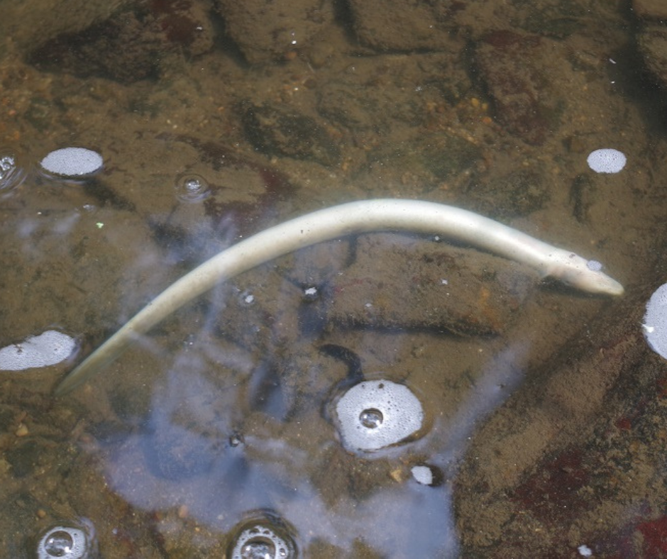 Usine à saumons sur le Trieux : la sécheresse met à mal le projet