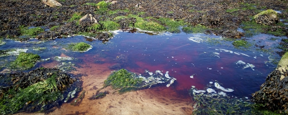 Les serres ont bien pollué la rivière