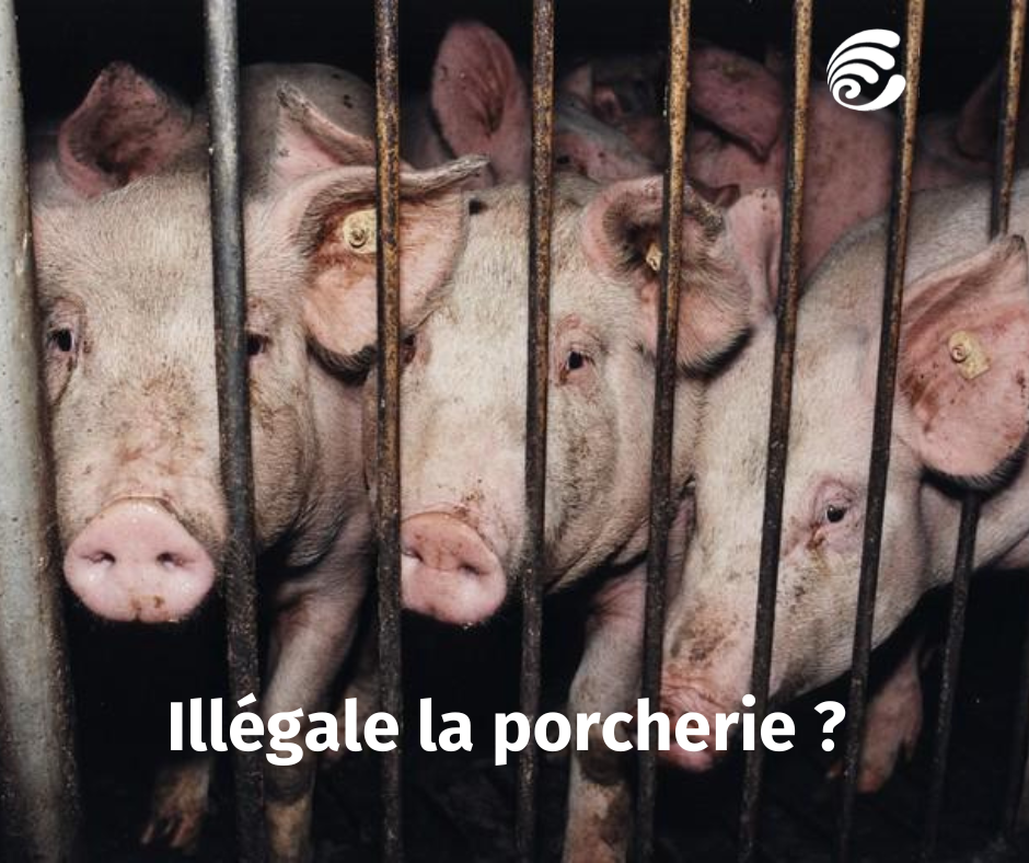 Extension d'une porcherie à Plomodiern : le rapporteur public entend donner raison à Eau & Rivières 