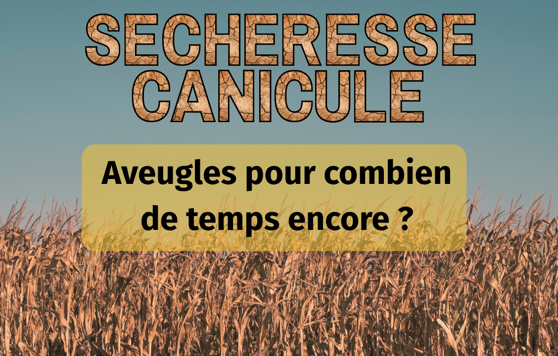 Canicule et sécheresse 2026 : Aveugles pour combien de temps encore ?