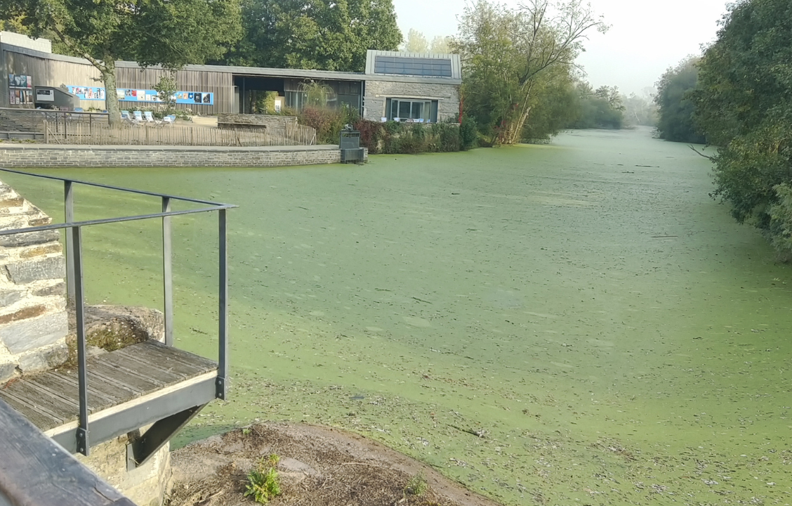 La Gacilly | La passe à poissons, un aménagement coûteux et une rivière qui souffre