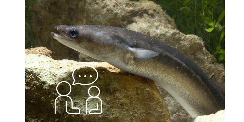 La pêche à la civelle : c'est non !