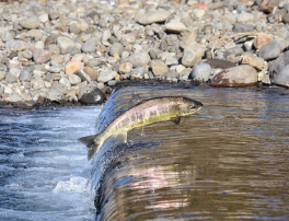 Les eaux douces ont perdu trois quarts de leurs poissons