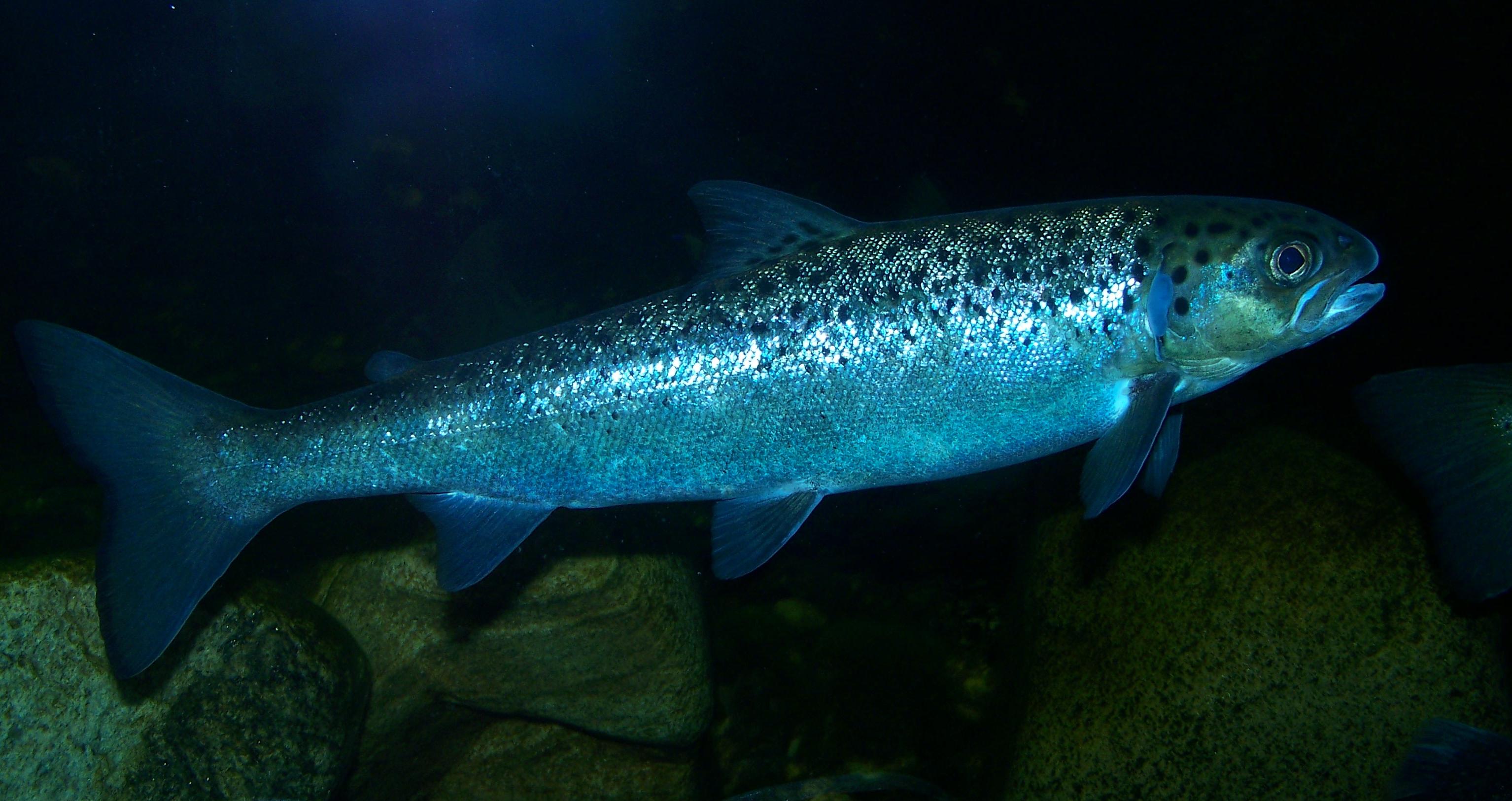 Une espèce de poisson sur cinq est menacée d’extinction dans nos rivières