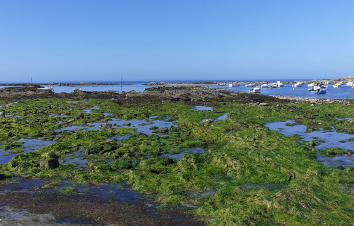 Algues vertes à Plœmeur :  le révélateur d’un déni collectif qui n’a que trop duré