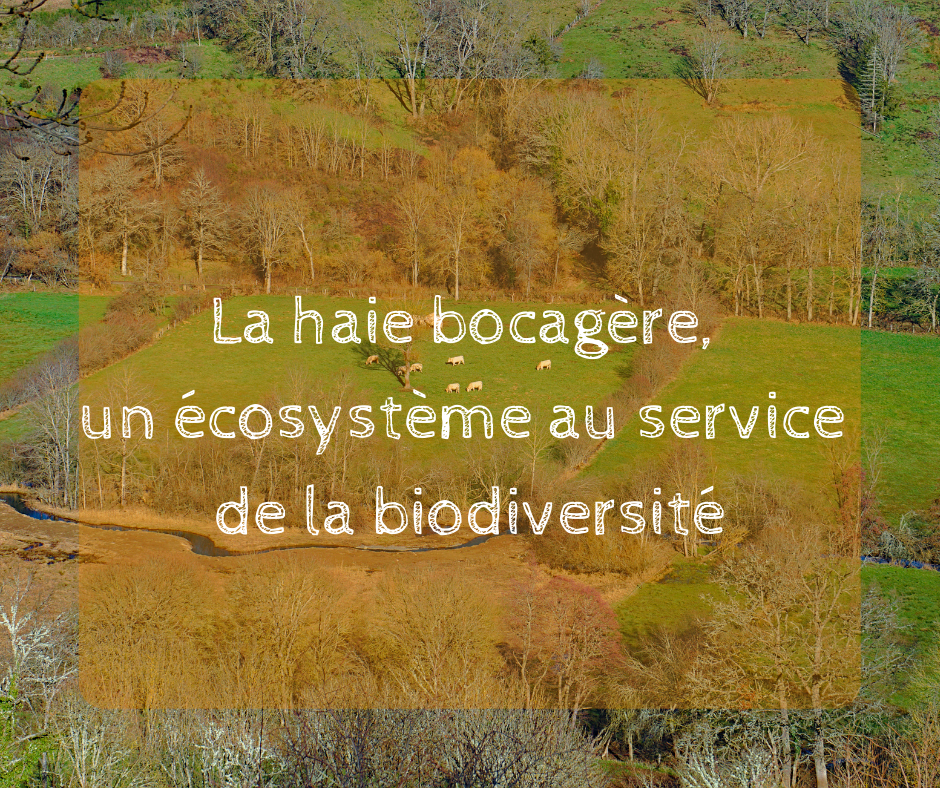 La haie bocagère, un écosystème au service de la biodiversité