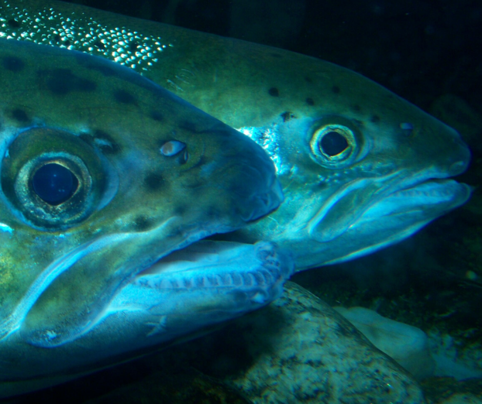 Aquarium de Belle-Isle-en-Terre : une plongée sous l'eau des rivières de  Bretagne