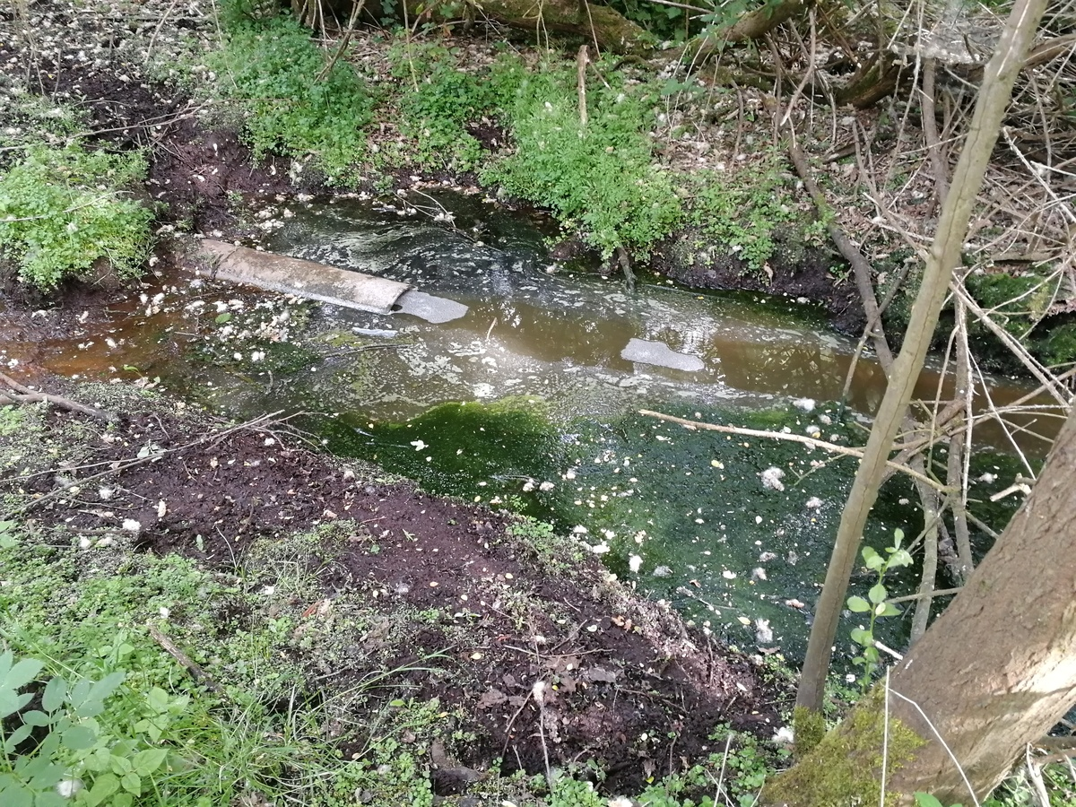 Un affluent du Couesnon subit une pollution qui aurait pu être évitée