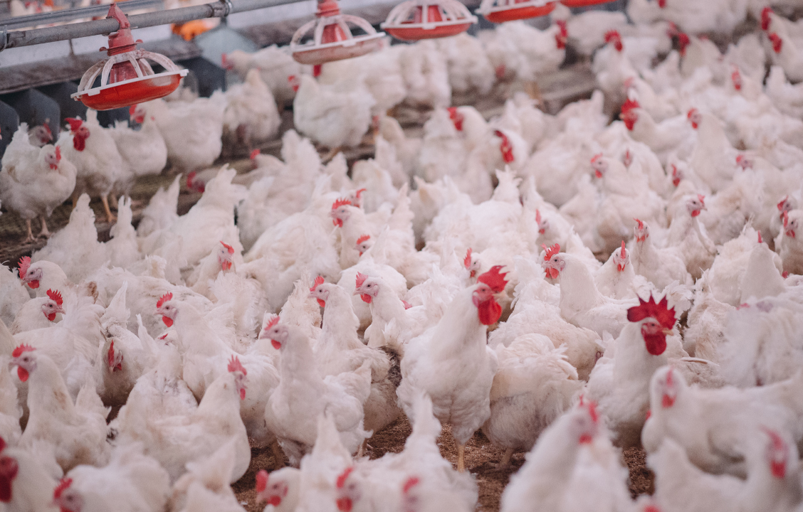 Suites de la loi Duplomb